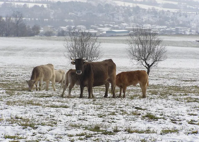 Appartement La Borda Castillon *